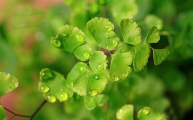 白掌一年开几次花