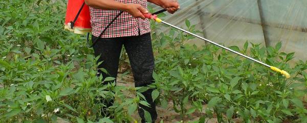 香椿种植成本和利润，香椿适宜在哪里种植