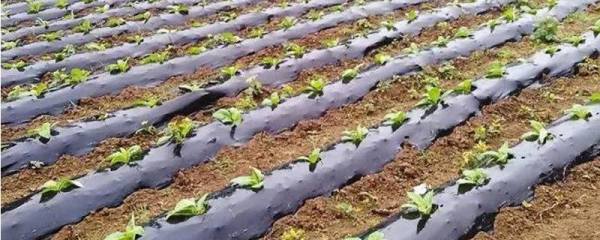 母羊饲料的最佳配方