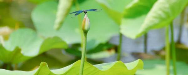 秦艽催芽技术，实现高效发芽