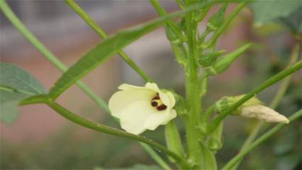 长寿花一盆里养几株好，长寿花分枝很多一棵就够