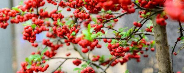 木槿花为什么没开就掉